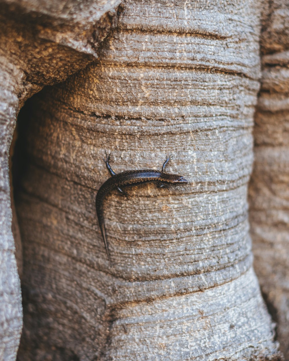 salamander on rock