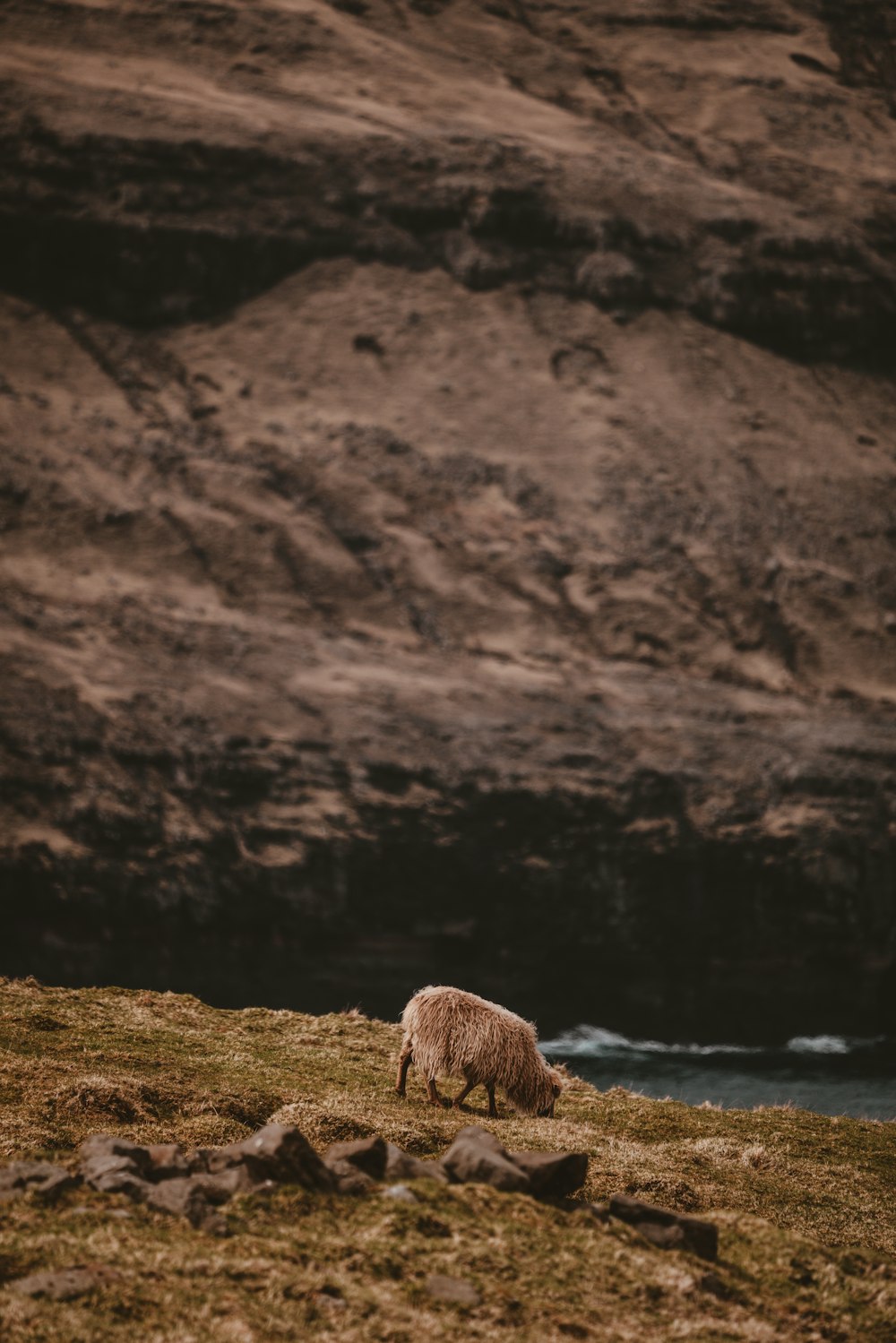 brown lamb eating grass near calm body of water