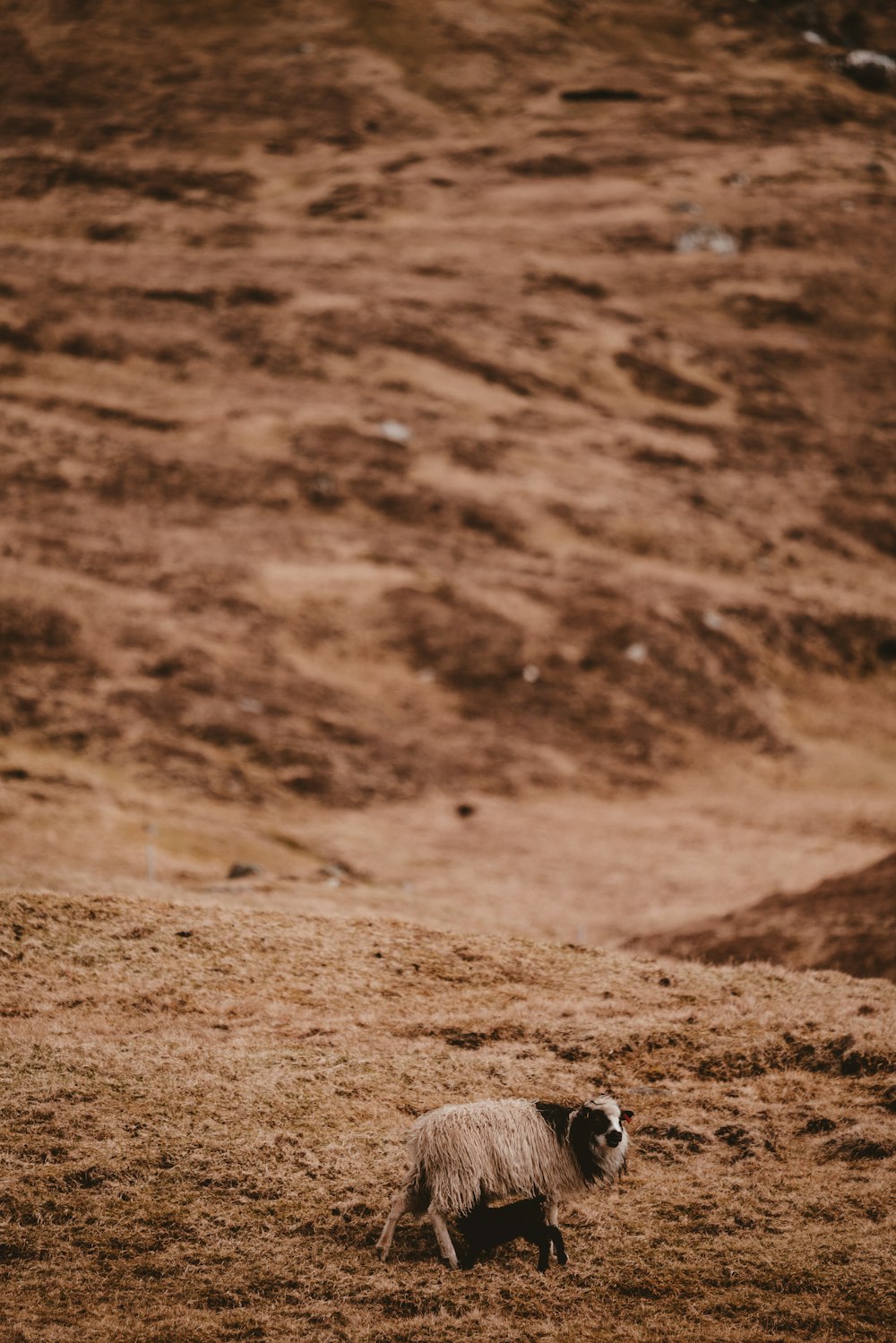 tan and black goat on land