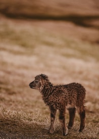 A young lamb with curly, dark brown wool stands on a grassy field. The background is softly blurred, creating a calm and serene atmosphere.