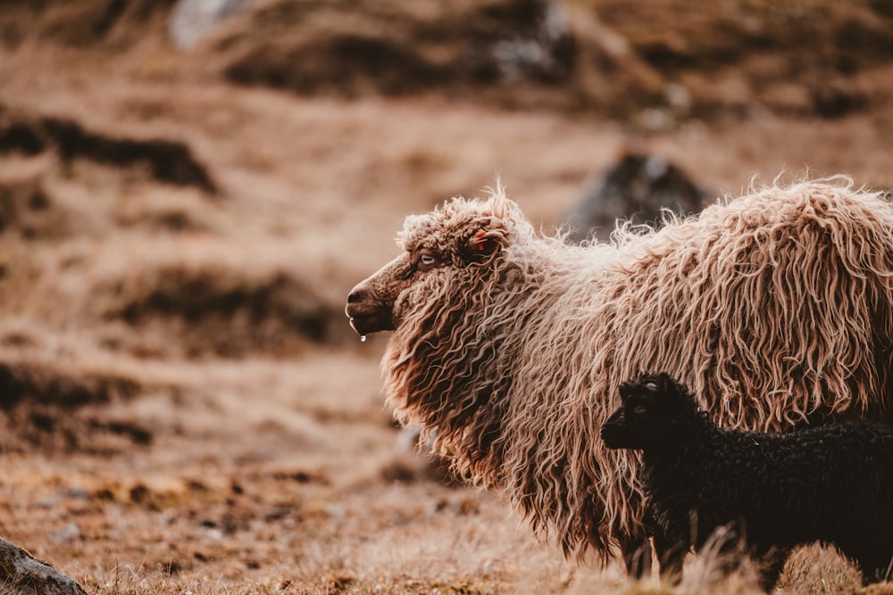 Schafe und Lamm auf grasbedecktem Boden