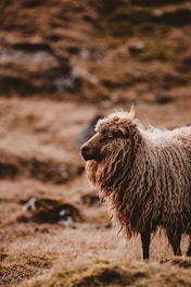 shallow focus photography of sheep