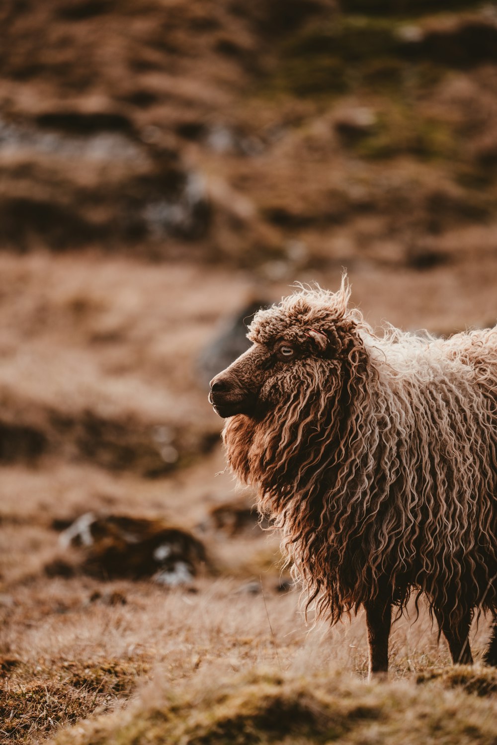 shallow focus photography of sheep