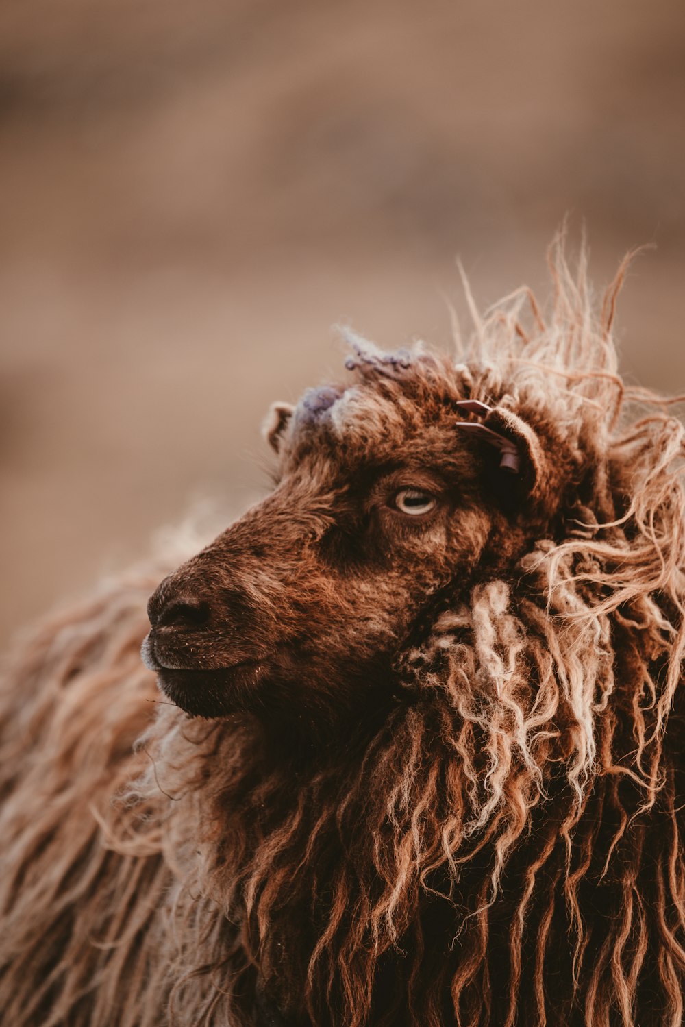 flaches Fokusfoto einer braunen Ziege