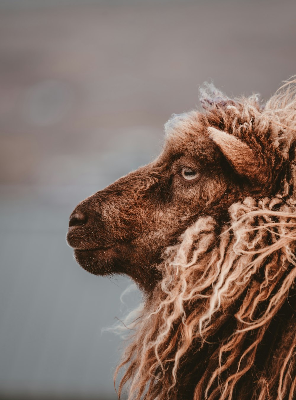 closeup photo of brown goat