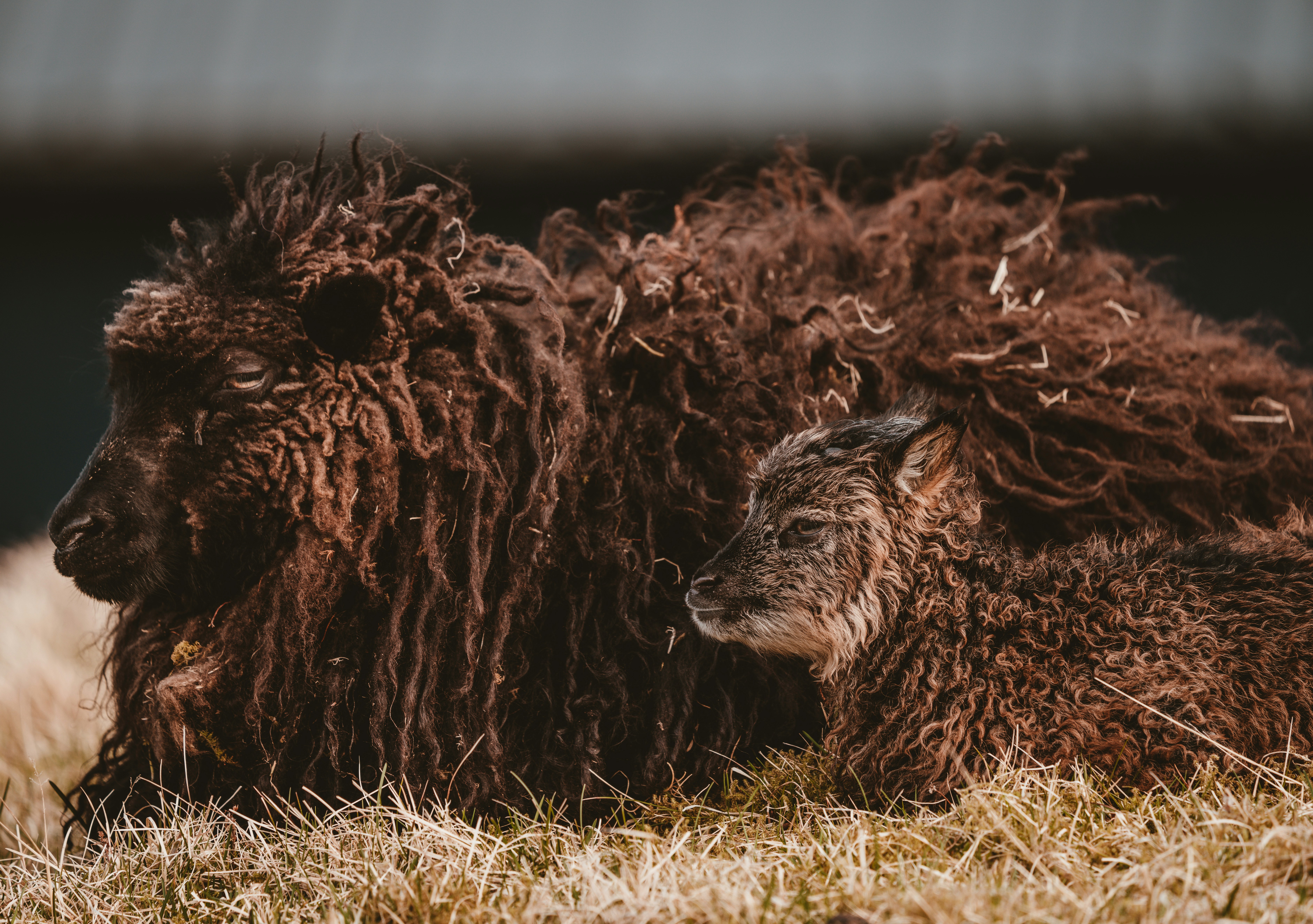 photo of two brown sheep
