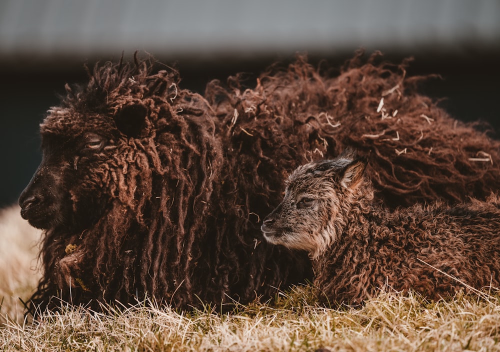 Photo de deux moutons bruns