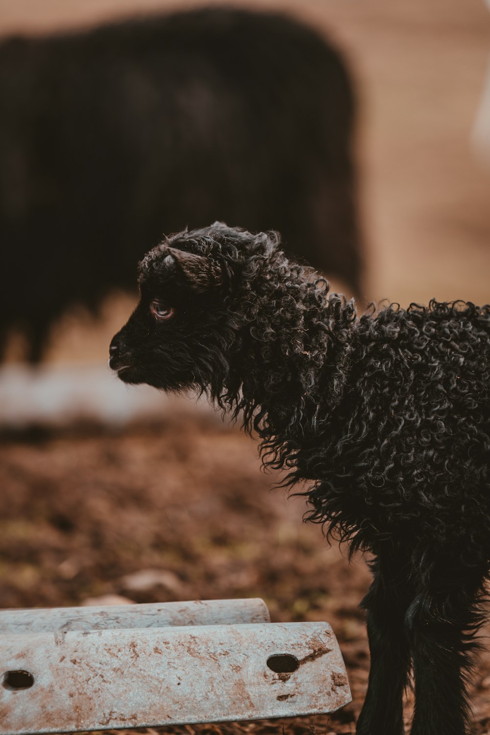 shallow focus photography of black goat