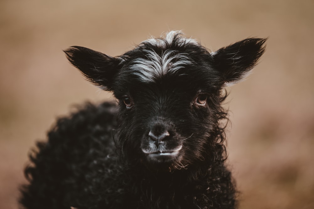 wildlife photography of black lamb