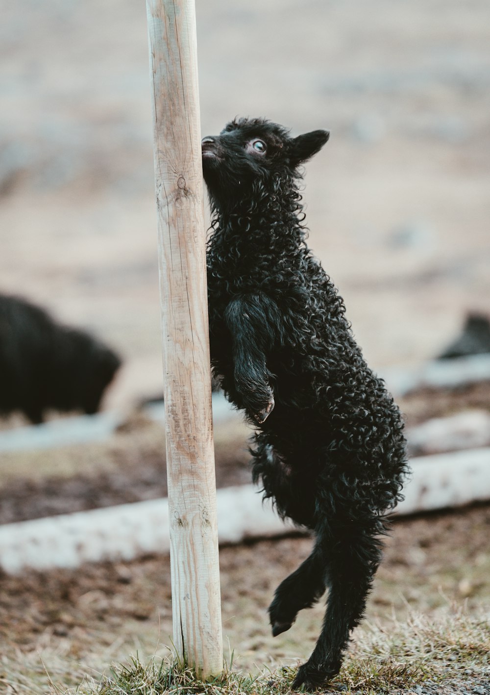 long-coated black animal beside bamboo