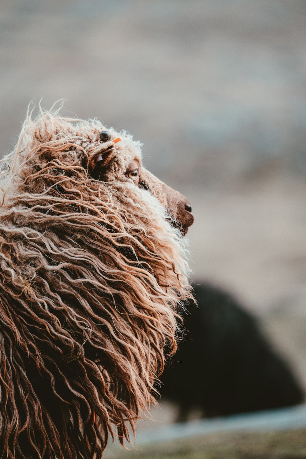 closeup photo of brown animal