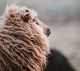 closeup photo of brown animal