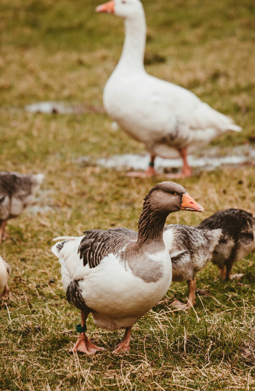 selective focus photography of geese on grass field
