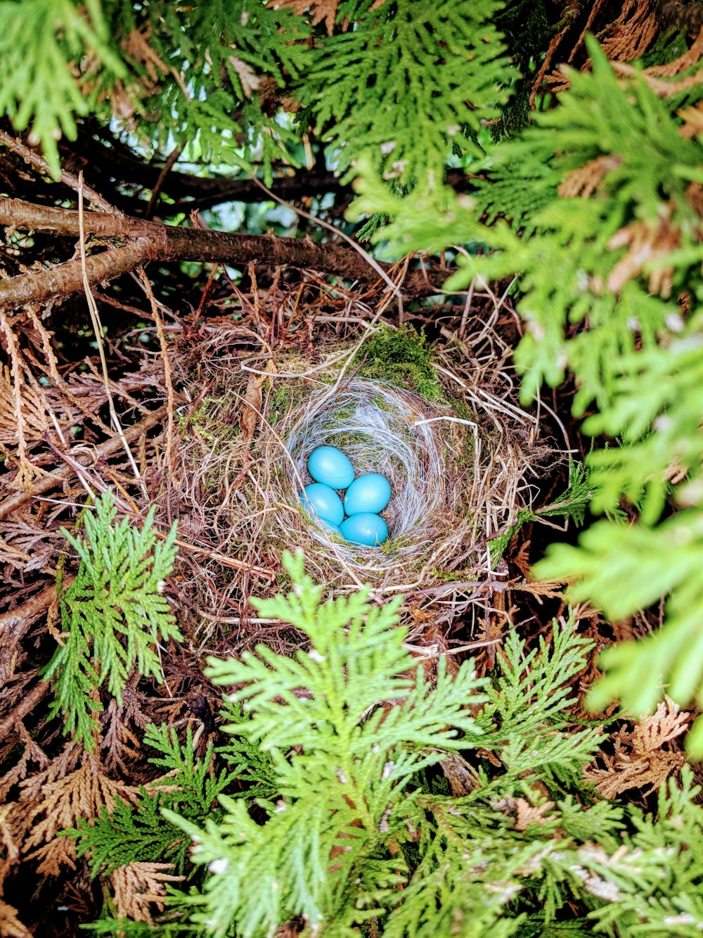 Bird's Nest with Blue Eggs 
