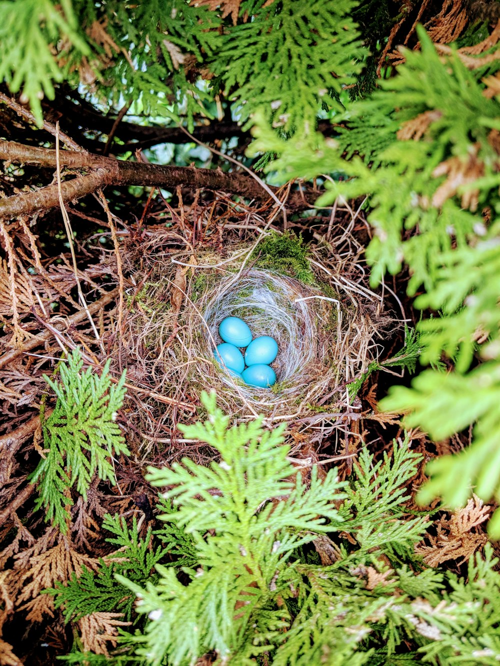 Vier blaue Eier auf dem Nest