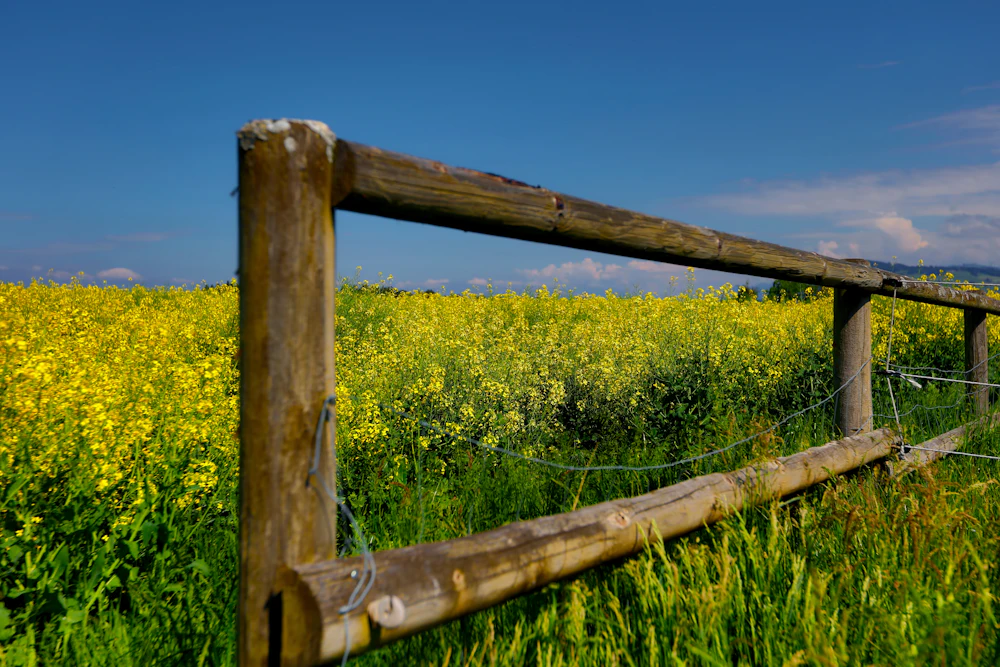 Rustic split rail fence beside a field of yellow wildflowers