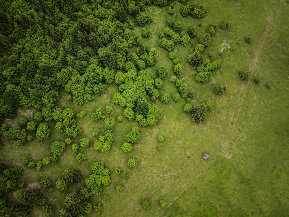 Fotografía a vista de pájaro de un terreno con árboles