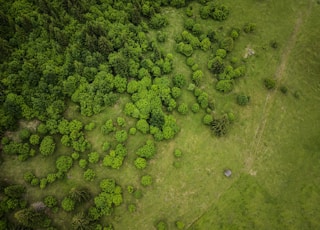 bird's-eye view photography of land with trees