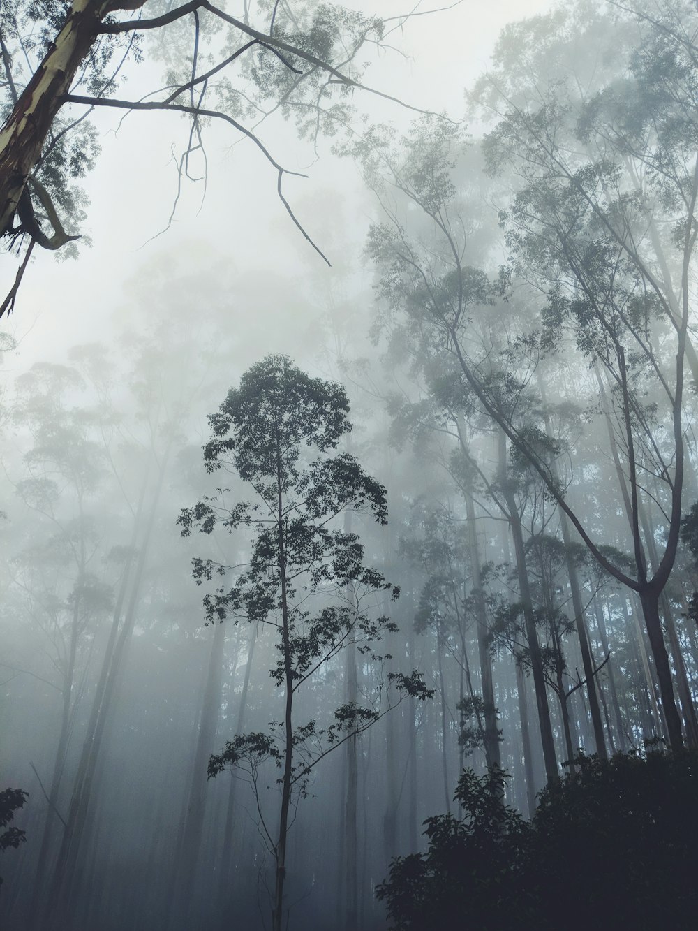 霧に覆われた木々のシルエット写真