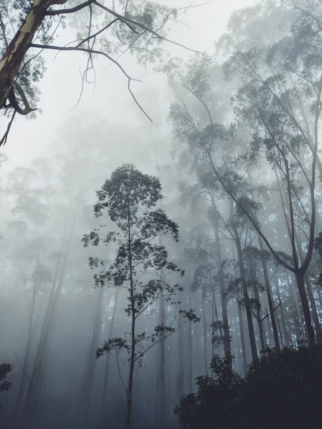 Silhouettes of trees covered in mist, Kodaikanal