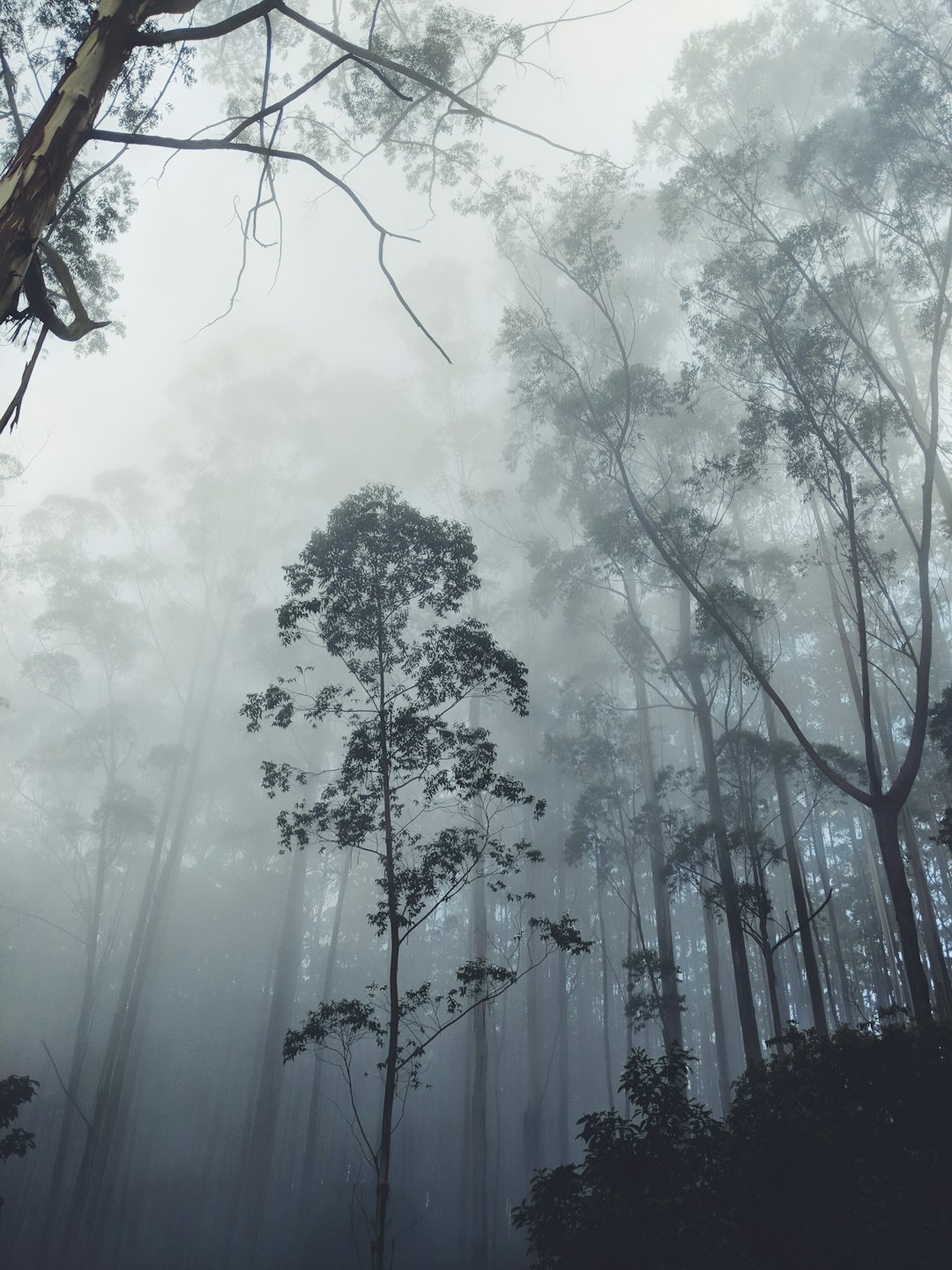 travelers stories about Forest in The Misty Mountain Hop Campsite, India