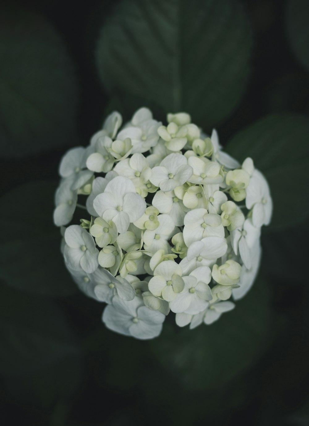 white flowers