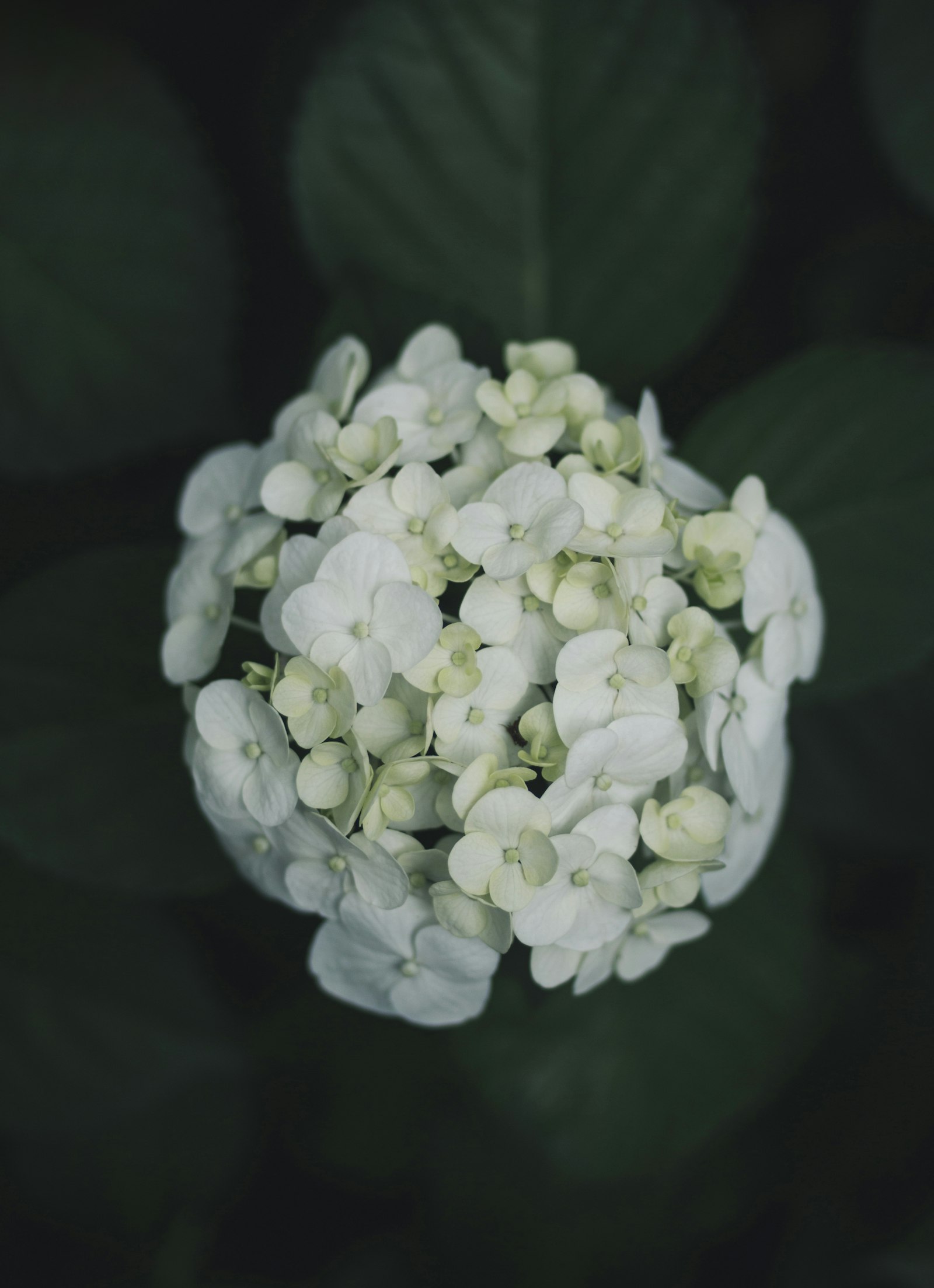Canon EOS 70D sample photo. White flowers photography