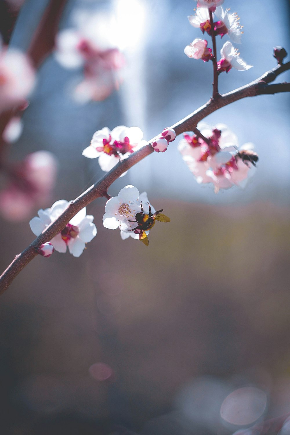 closeup photo of white-and-pink petaled flowers