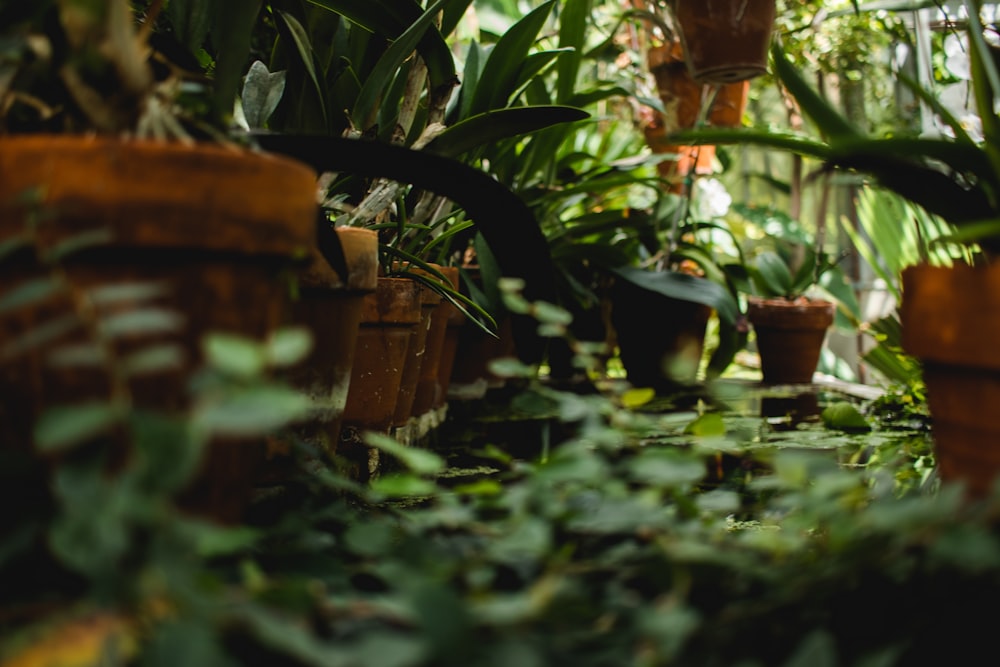 tilt shift photography of green plants