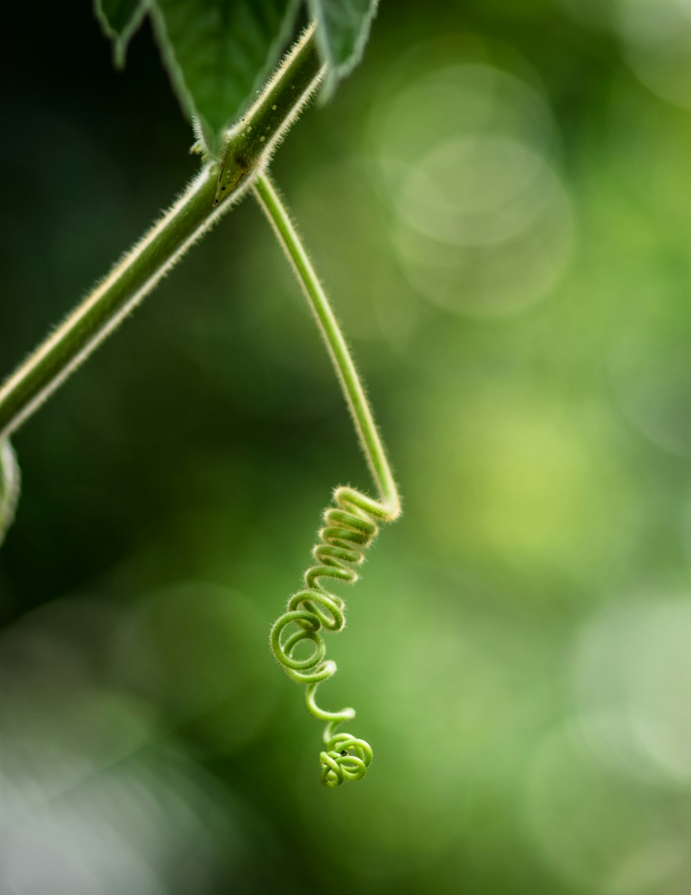 green-leafed plant