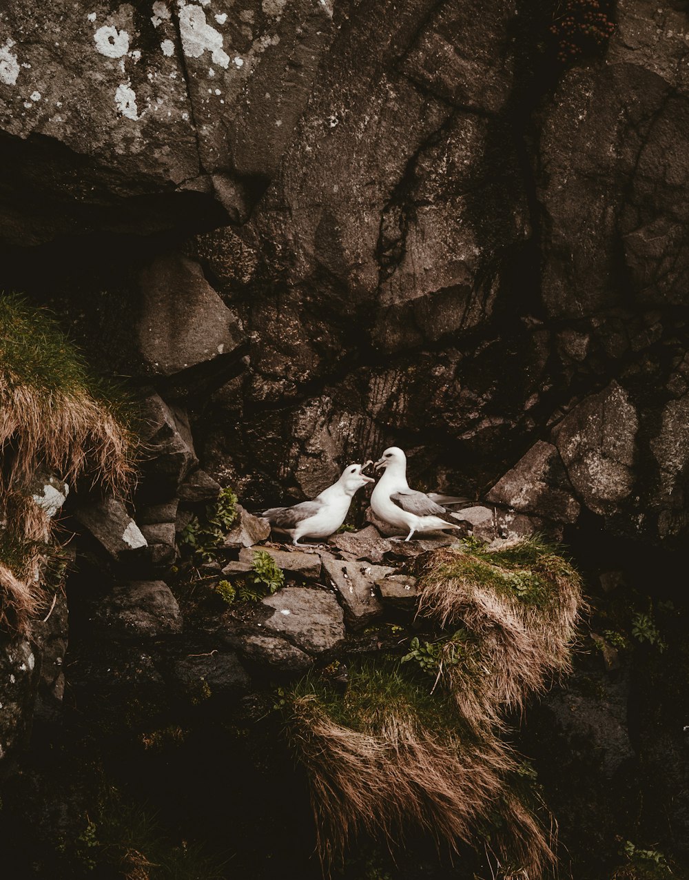 dos gaviotas blancas