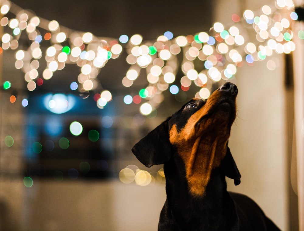 selective focus photography of short-coated black and tan dog