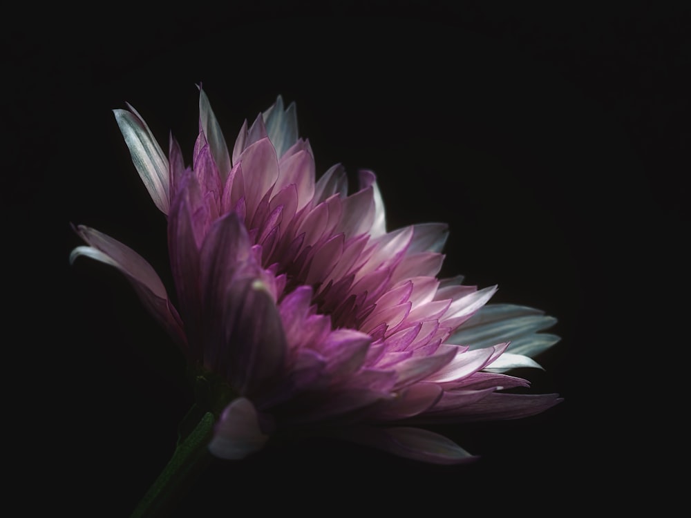 purple petaled flower against black background