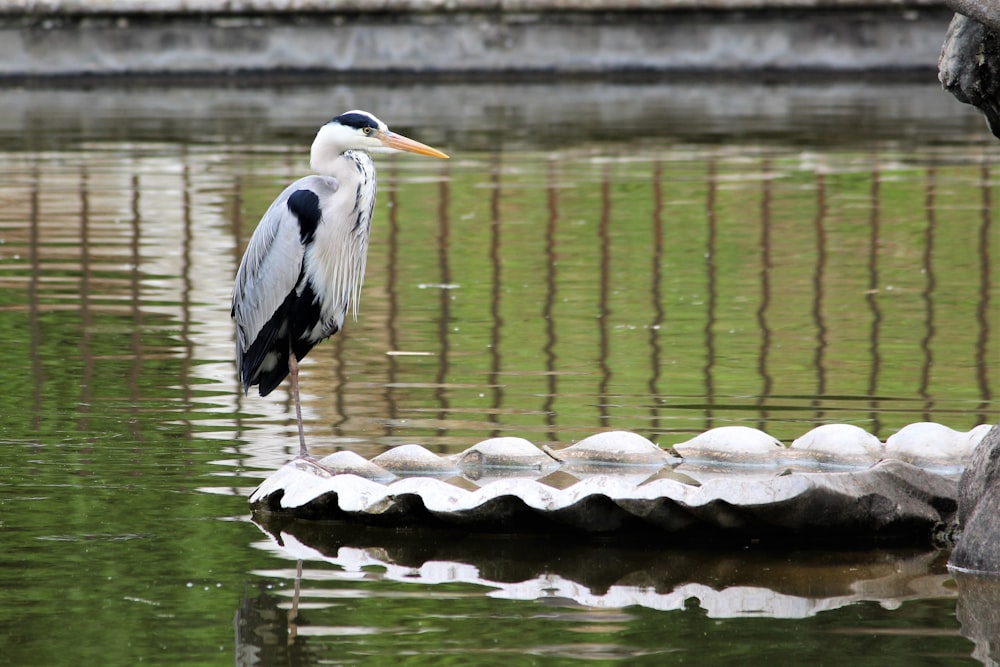 Fotografía de una garza grande de pie cerca de un cuerpo de agua