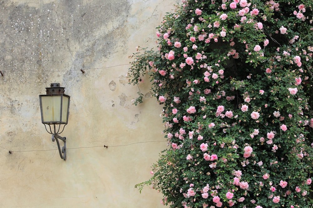 pink petaled flowers near light sconce