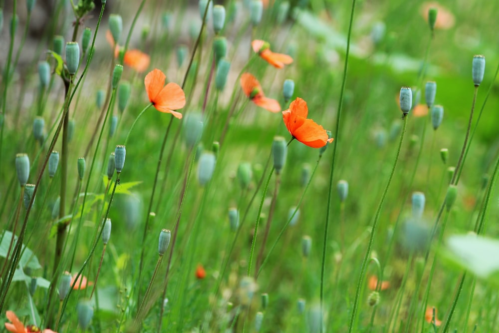 shallow focus photography of orange flowering plant