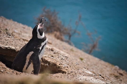 white and black penguin looking up during daytime in Valdes Peninsula Argentina