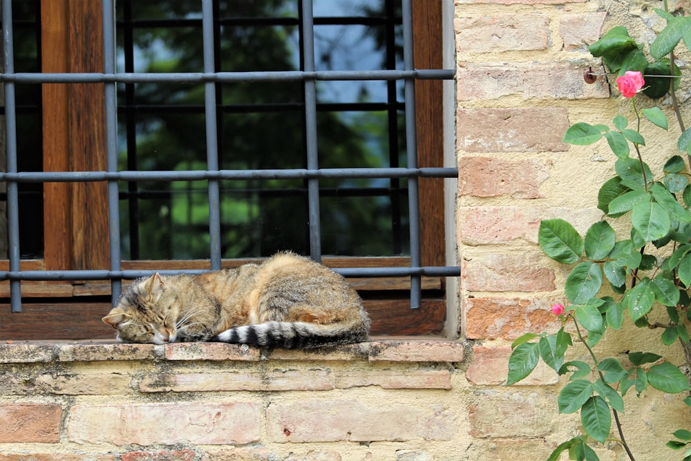 창문에서 자고있는 회색 고양이