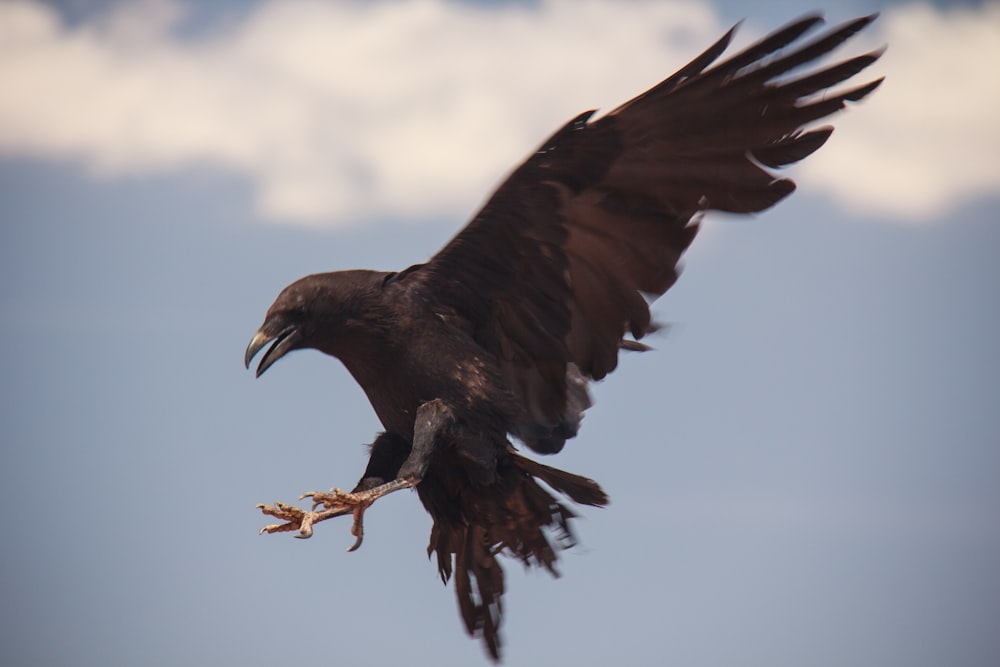 time lapse photography of a black bird in flight