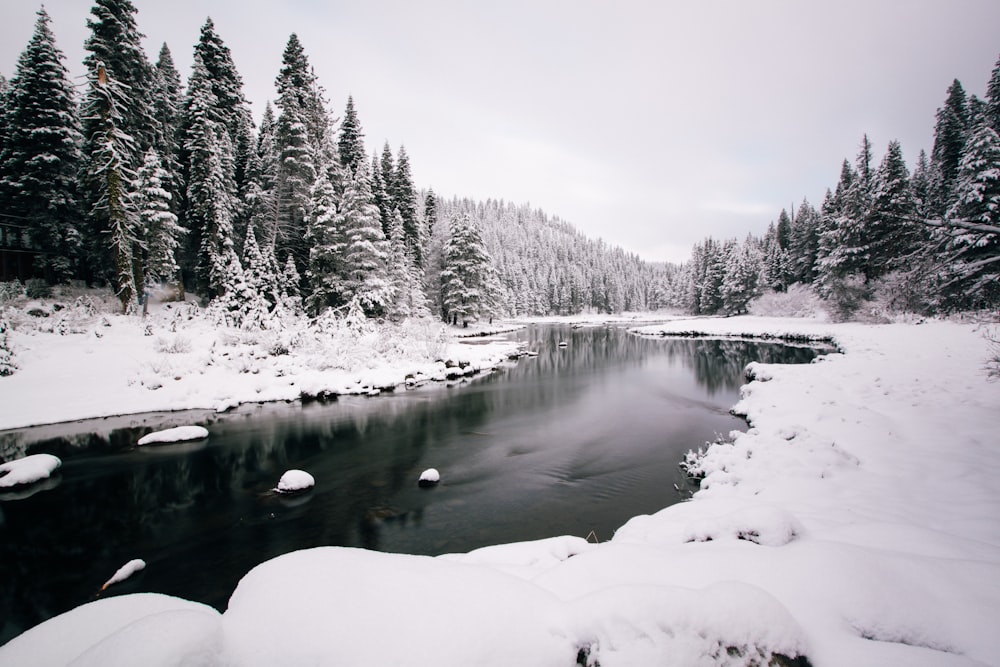 snowy river and pine tree