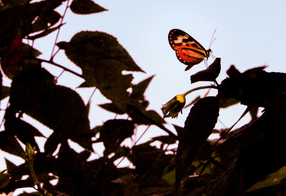 orange butterfly on leaf