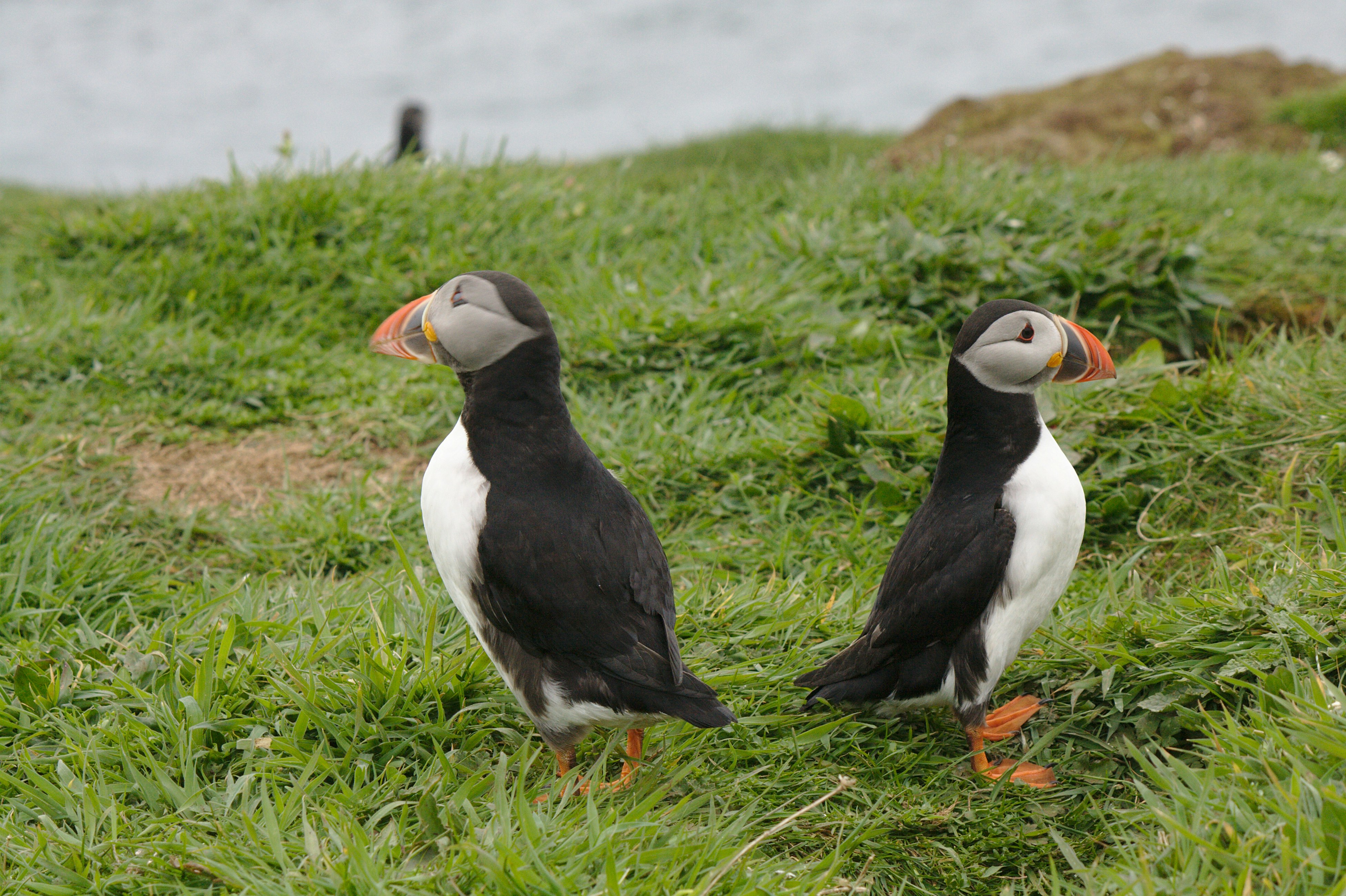 Puffins about to duel