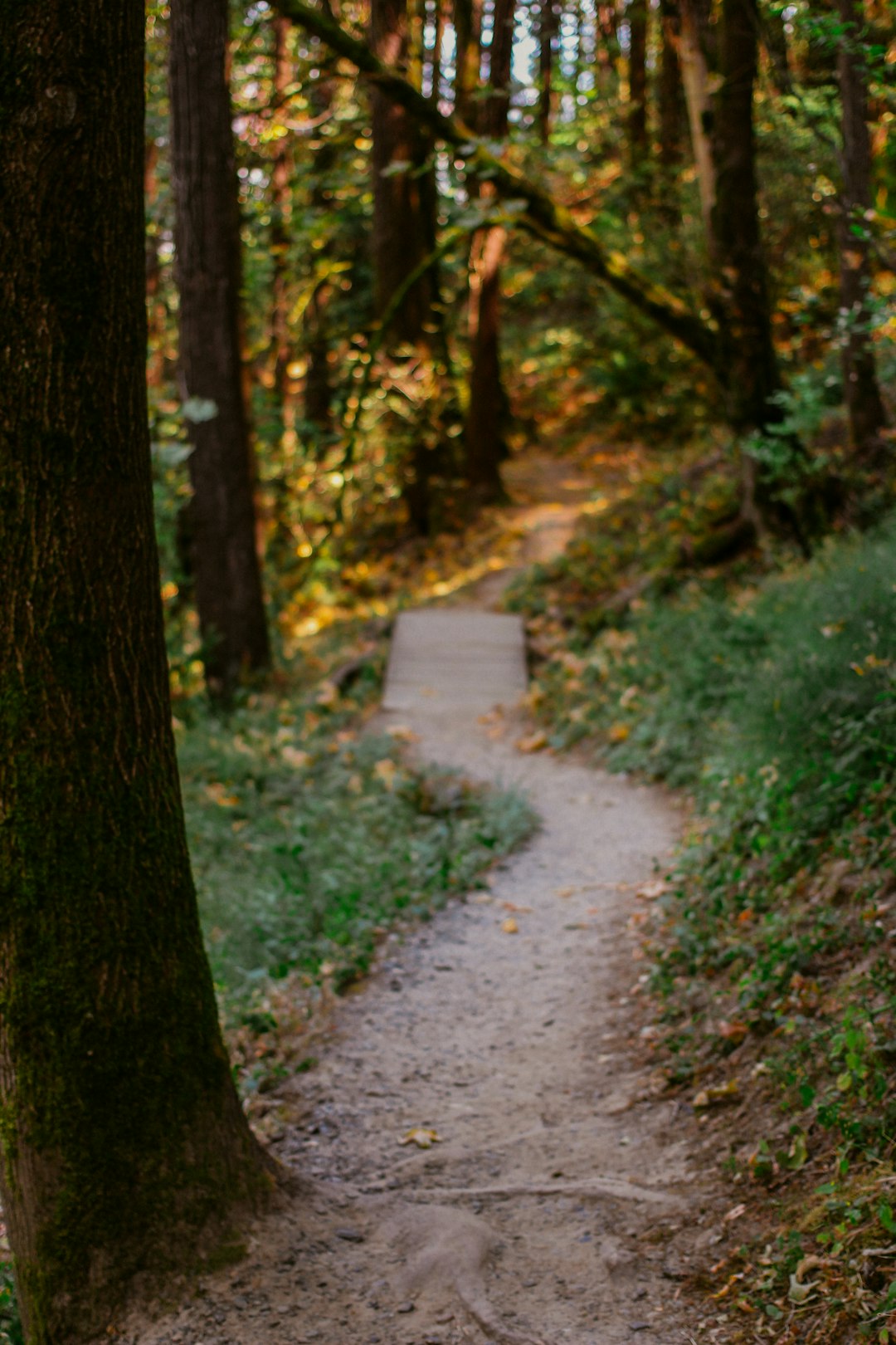 Forest photo spot OHSU Hospital Wildwood