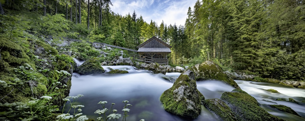 landscape photography of trees