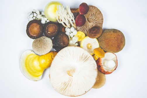 An assortment of various mushrooms arranged artistically against a plain white background. The mushrooms display a range of colors and textures, including earthy browns, vibrant yellows, and muted whites. Some mushrooms have round, cap-like tops, while others display more intricate gill patterns.