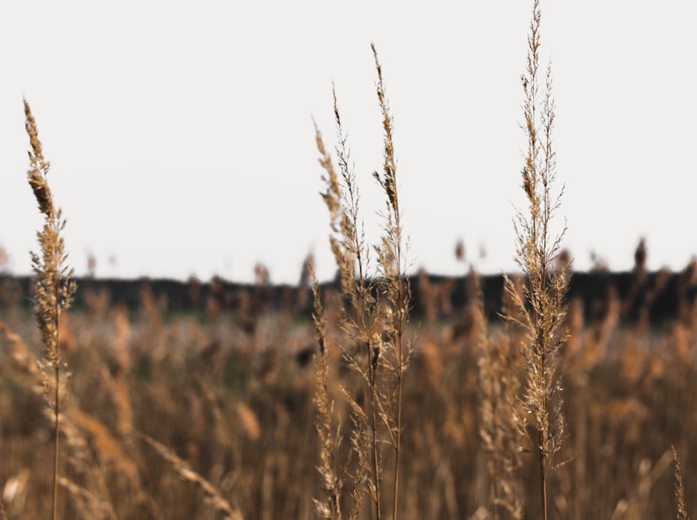 wheat field