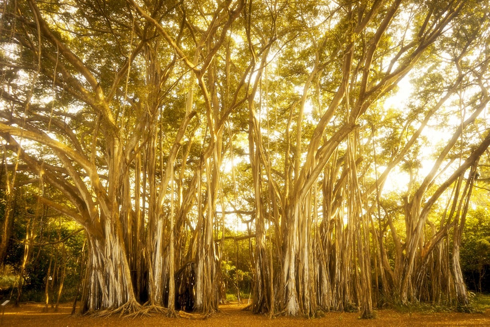 golden hour photography of trees