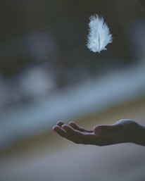 shallow focus photography of white feather dropping in person's hand