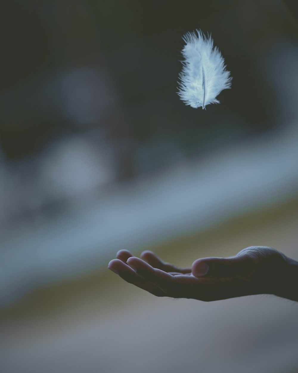 fotografía de enfoque superficial de plumas blancas cayendo en la mano de una persona