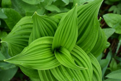 Close-up of vibrant green foliage framing the edge of a sparkling cenote.